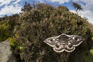 Emperor moth (Saturnia pavonia) female wide angle view showing heather moorland habitat