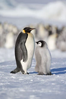 Emperor penguin adult and chick (Aptenodytes forsteri) within colony at Snow Hill Island rookery