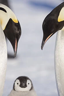 Emperor Penguin Gallery: Emperor Penguin aka (Aptenodytes forsteri) adult penguins with their chick, Weddell Sea