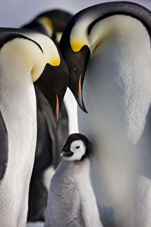 Images Dated 14th October 2008: Emperor penguin (Aptenodytes forseteri) with young chick, Snow Hill Island rookery