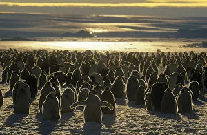 Emperor penguin (Aptenodytes forsteri) colony chicks and adults, Australian Antarctic Emperor penguin (Aptenodytes forsteri) colony chicks and adults, Australian Antarctic