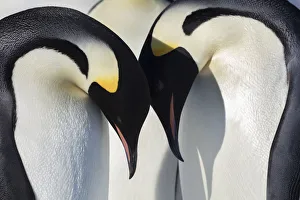Emperor penguin (Aptenodytes forsteri) adults leaning over young chicks, Gould Bay Emperor penguin (Aptenodytes forsteri) adults leaning over young chicks, Gould Bay