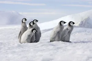 Emperor penguin (Aptenodytes forsteri), Chicks on ice, Snow Hill Island, Antarctic Emperor penguin (Aptenodytes forsteri), Chicks on ice, Snow Hill Island, Antarctic
