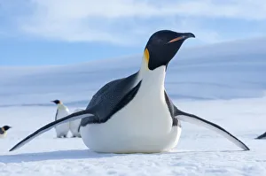 Sphenisciformes Gallery: Emperor penguin (Aptenodytes forsteri) tobogganing, Amanda Bay, Prydz Bay, Ingrid