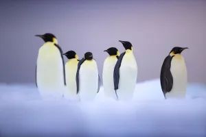 Emperor penguin (Aptenodytes forsteri) group on ice floe, Ross Sea, Antarctica. January Emperor penguin (Aptenodytes forsteri) group on ice floe, Ross Sea, Antarctica. January