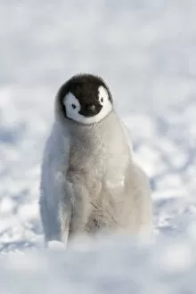 Images Dated 15th November 2009: Emperor penguin (Aptenodytes forsteri) chick, Snow Hill Island rookery, Weddell Sea