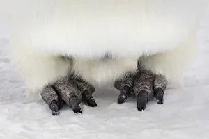 Sphenisciformes Gallery: Emperor penguin (Aptenodytes forsteri) close up of feet, Gould Bay, Weddell Sea
