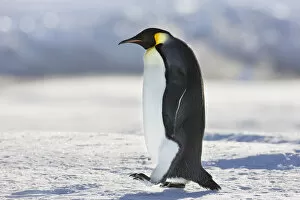 Images Dated 1st December 2008: Emperor penguin (Aptenodytes forsteri) walking, Cape Colbeck, Ross Sea, Antarctica