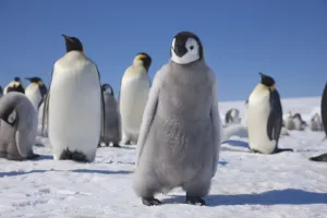 Emperor penguin chick (Aptenodytes forsteri) at Snow Hill Island rookery, Weddell Sea Emperor penguin chick (Aptenodytes forsteri) at Snow Hill Island rookery, Weddell Sea