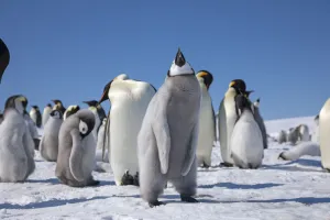 Emperor penguin chick flapping its wings (3 of 3) at Snow Hill Island rookery, Weddell Sea Emperor penguin chick flapping its wings (3 of 3) at Snow Hill Island rookery, Weddell Sea