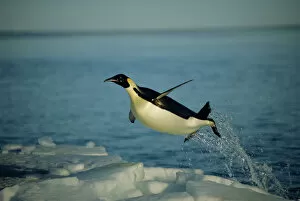Related Images Gallery: Emperor penguin flying out of water {Aptenodytes forsteri} Cape Washington, Antarctica