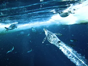 Emperor penguins (Aptenodytes forsteri) males dive through openings in the sea ice Emperor penguins (Aptenodytes forsteri) males dive through openings in the sea ice