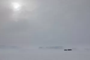 Images Dated 7th November 2009: Emperor penguins (Aptenodytes forsteri) in blizzard near Snow Hill Island colony in Weddell Sea