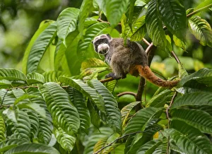 Emperor Tamarin (Saguinus imperator) in a rainforest clearing Emperor Tamarin (Saguinus imperator) in a rainforest clearing