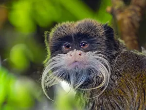 Emperor tamarin (Saguinus imperator ) portrait, captive, occurs in Peru and Bolivia Emperor tamarin (Saguinus imperator ) portrait, captive, occurs in Peru and Bolivia