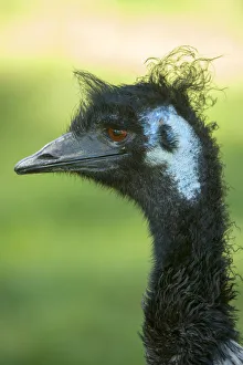 Emu (Dromaius novaehollandiae) juvenile, Cleland Wildlife Park, South Australia, March Emu (Dromaius novaehollandiae) juvenile, Cleland Wildlife Park, South Australia, March