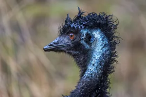 Emu (Dromaius novaehollandiae)head portrait in rain. Wildlife Wonders, Apollo Bay Emu (Dromaius novaehollandiae)head portrait in rain. Wildlife Wonders, Apollo Bay