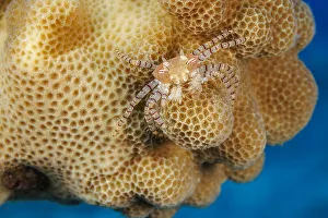 An endemic Hawaiian pom-pom crab / Boxer crab (Lybia edmondsoni) carrying a juvenile Anemone (Triactis producta) An endemic Hawaiian pom-pom crab / Boxer crab (Lybia edmondsoni) carrying a juvenile Anemone (Triactis producta)