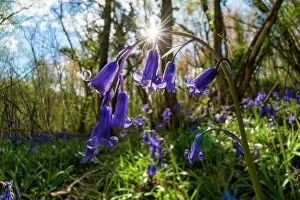 Magnoliopsida Gallery: English bluebell (Hyacinthoides non-scripta) Lower Woods, Gloucestershire, England, UK