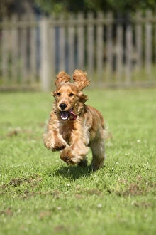 Images Dated 16th June 2008: English Cocker Spaniel, 6 month, running with ears flapping
