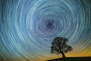 Quercus Gallery: English oak tree (Quercus robur) at night silhouetted against circle of star trails