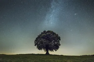 English oak tree (Quercus robur) under stars of the Milk Way English oak tree (Quercus robur) under stars of the Milk Way