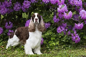 English springer spaniel standing in front of Rhododendron flowers English springer spaniel standing in front of Rhododendron flowers
