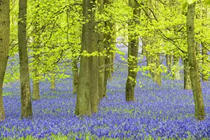 Englsih bluebell (Hyacinthoides non-scripta) Ashridge Wood, Berkshire, England, UK, April Englsih bluebell (Hyacinthoides non-scripta) Ashridge Wood, Berkshire, England, UK, April