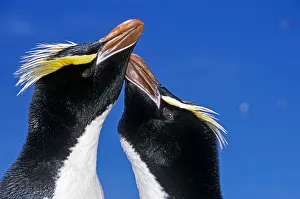Eudyptes Gallery: Erect-crested penguin (Eudyptes sclateri) pair in greeting display. Antipodes Island