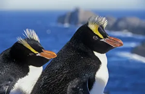 Eudyptes Gallery: Erect-crested penguins (Eudyptes sclateri) pair on coast, Proclamation Island, Bounty Islands