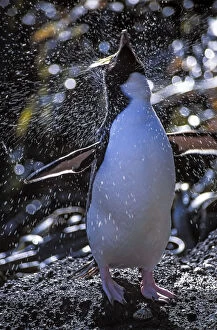 Eudyptes Gallery: Erect-crested penguins (Eudyptes sclateri) bathing and preening prior to moulting