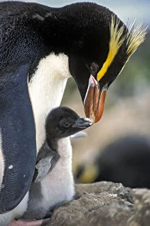 Sphenisciformes Gallery: Erect-crested penguins (Eudyptes sclateri) feeding young chick