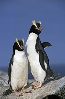 Eudyptes Gallery: Erect-crested penguins (Eudyptes sclateri) pair. Proclamation Island, Bounty Islands