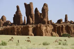 Eroded sandstone rock formations with Dromedary camels (Camelus dromedarius Eroded sandstone rock formations with Dromedary camels (Camelus dromedarius