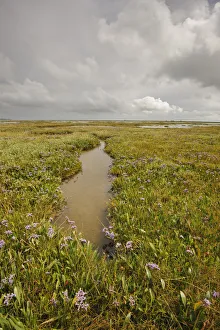 Established saltmarsh with Common sea lavender (Limonium vulgare) growing on saltmarsh Established saltmarsh with Common sea lavender (Limonium vulgare) growing on saltmarsh