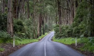 Eucalypt rainforest along Otway Lighthouse Road, Cape Otway, The Otways, Victoria Eucalypt rainforest along Otway Lighthouse Road, Cape Otway, The Otways, Victoria