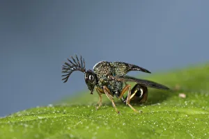Eucharited Wasp (Eucharitedae) parasitic wasp, which attacks ants, Coochbehar, India Eucharited Wasp (Eucharitedae) parasitic wasp, which attacks ants, Coochbehar, India