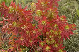 Euphorbia Gallery: Euphorbia (Euphorbia jolkinii) leaves turning red in autumn. Napa Hai, Shangri-la