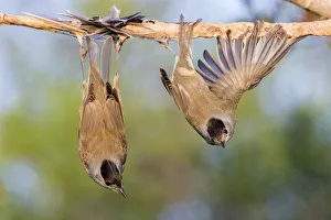 Eurasian blackcaps (Sylvia atricapilla) caught on limed stick, Cyprus Eurasian blackcaps (Sylvia atricapilla) caught on limed stick, Cyprus
