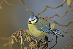 Eurasian blue tit (Cyanistes caeruleus) perched in tree amongst catkins. Denmark, February Eurasian blue tit (Cyanistes caeruleus) perched in tree amongst catkins. Denmark, February