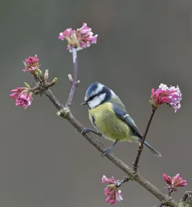 Eurasian blue tit (Cyanistes caeruleus) on a branch, Vendee, France, January Eurasian blue tit (Cyanistes caeruleus) on a branch, Vendee, France, January