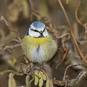 Eurasian blue tit (Parus caeruleus) fluffed up and perched on twig, Denmark, March Eurasian blue tit (Parus caeruleus) fluffed up and perched on twig, Denmark, March