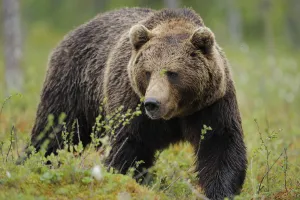Eurasian brown bear portrait (Ursus arctos) Suomussalmi, Finland, July 2008 Eurasian brown bear portrait (Ursus arctos) Suomussalmi, Finland, July 2008