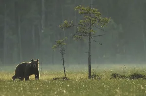 Eurasian brown bear (Ursus arctos) in early evening, Kuhmo, Finland, July 2008 Eurasian brown bear (Ursus arctos) in early evening, Kuhmo, Finland, July 2008
