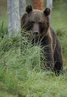 Images Dated 21st July 2008: Eurasian brown bear (Ursus arctos) portrait, Kuhmo, Finland, July 2008