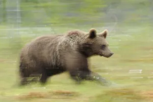 Eurasian brown bear (Ursus arctos) running, Suomussalmi, Finland, July 2008 Eurasian brown bear (Ursus arctos) running, Suomussalmi, Finland, July 2008