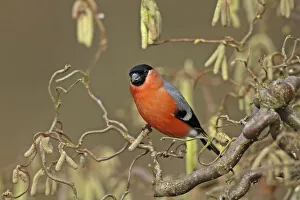 Eurasian bullfinch (Pyrrhula pyrrhula) male perched on twig, Denmark, February Eurasian bullfinch (Pyrrhula pyrrhula) male perched on twig, Denmark, February