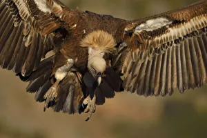 Eurasian Griffon vulture, Gyps fulvus, at wildlife watching and vulture feeding site Eurasian Griffon vulture, Gyps fulvus, at wildlife watching and vulture feeding site