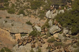 Eurasian Griffon vulture, Gyps fulvus, at wildlife watching and vulture feeding site Eurasian Griffon vulture, Gyps fulvus, at wildlife watching and vulture feeding site