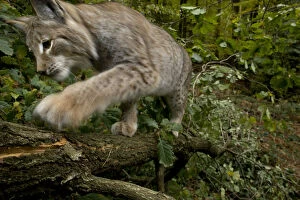 Lynx Gallery: Eurasian lynx (Lynx lynx) climbing tree, Black Forest, Baden-Wurttemberg, Germany